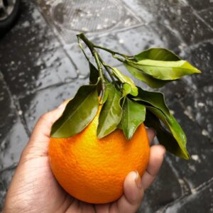A vibrant orange with leaves freshly picked and held in hand, showcasing natural freshness.